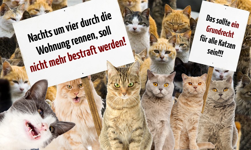 Wofür oder wogegen Katzen protestieren würden