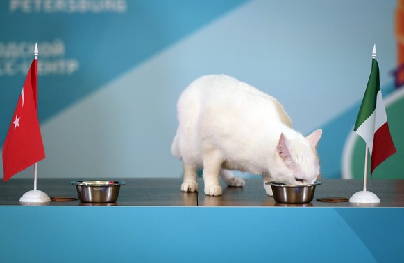 Achill the cat, who lives in St Petersburg's Hermitage museum, chooses Italy during the attempt to predict the result of the opening match of Euro 2020 between teams of Italy and Turkey during an event in St. Petersburg, Russia, Friday, June 11, 2021. (AP Photo)