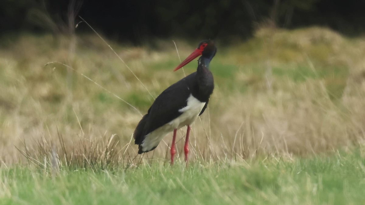 Vogelfreunde, aufgepasst: Erster Brutnachweis eines Schwarzs