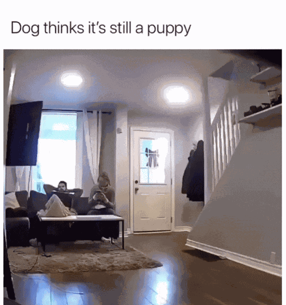 Fail Dienstag Hier Kommen 28 Lustige Bilder Und Gifs Fur Bessere Laune Watson