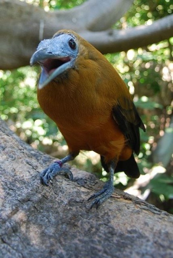 cute news tier vogel Kapuzinerkotinga 

https://ch.pinterest.com/pin/32510428550441441/