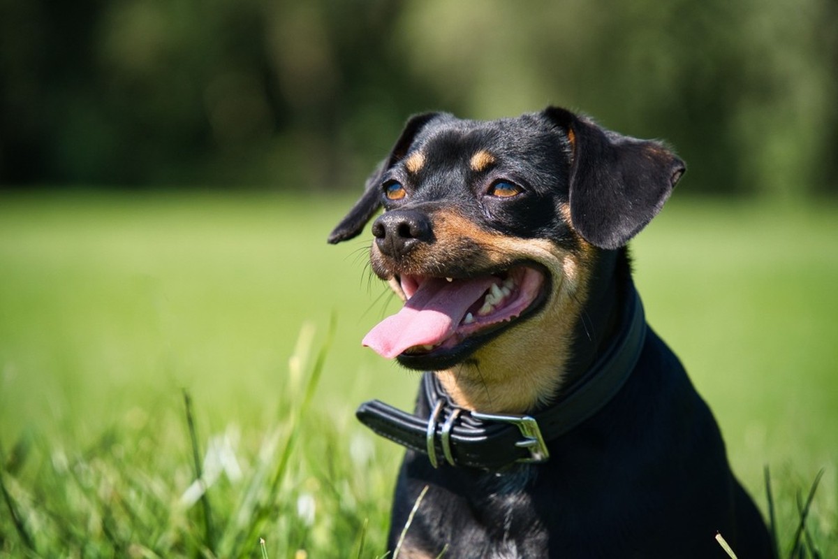 Hat die höchste Lebenserwartung von allen: Der Lancashire Heeler.