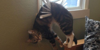 21 Beweise, dass auch Katzen manchmal auf die Nase fallen