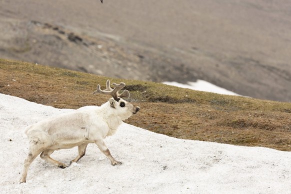 Svalbard reindeer, Arctic Ocean, Svalbard, Norway. PUBLICATIONxNOTxINxUSAxCANxMEX Copyright: xMcDonaldxWildlifexPhotographyxJMCx/x NA02 JMC0364