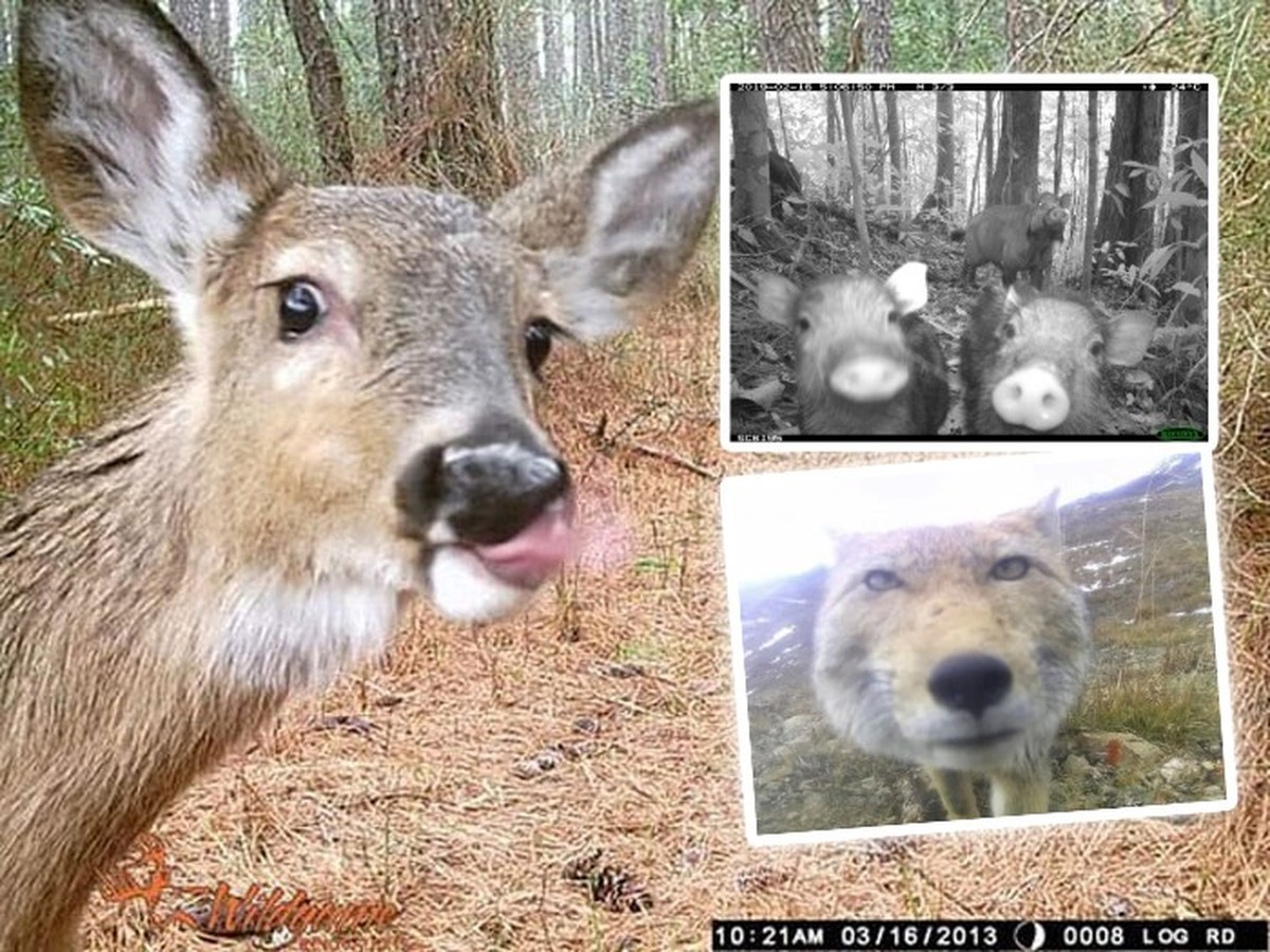 Die lustigsten Bilder von der Wildtierkamera: Cute News
