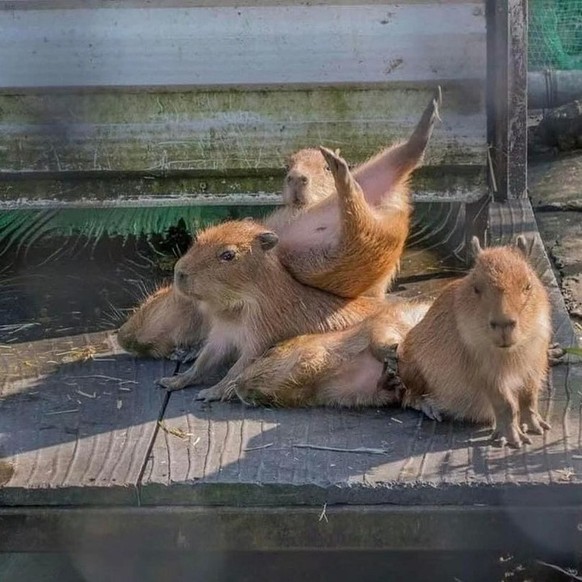 Capybara für Cute News