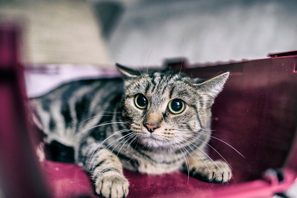 Auch Katzen können sich vor Feuerwerk fürchten und benötigen deshalb Rückzugsorte.