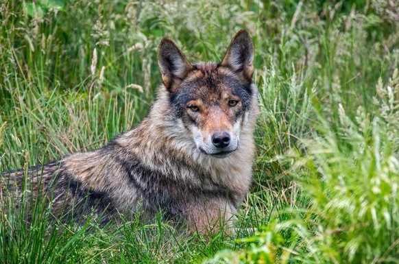 Europäischer Grauwolf/Wildgrauer Wolf (Canis lupus), der im Grasland am Waldrand ruht
Wolf