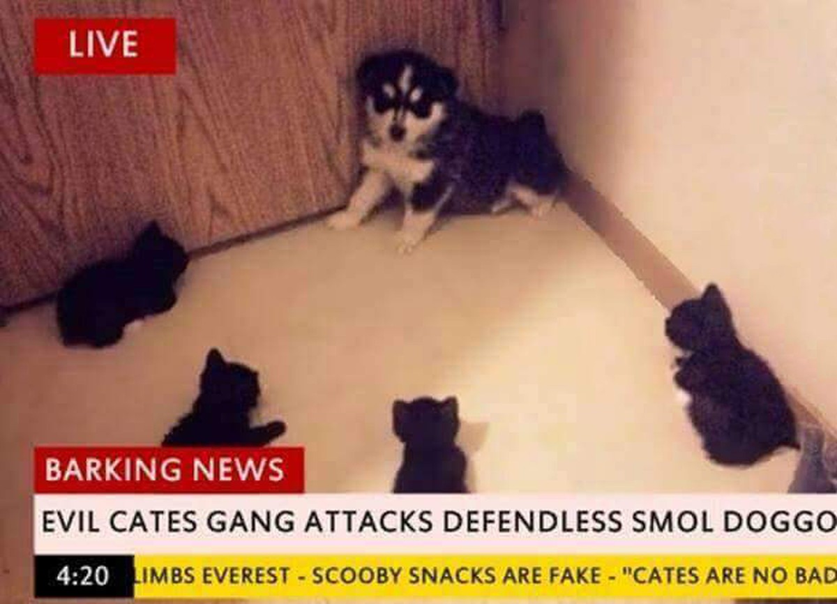 Hund wird von Katzen eingekreist
Cute News
http://imgur.com/gallery/uIGd7
