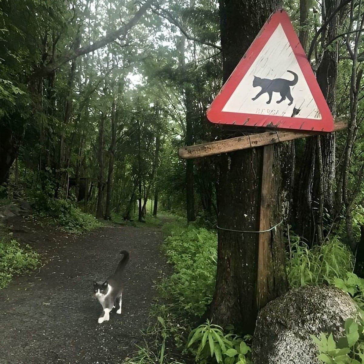 cute news tier katze im wald

https://www.instagram.com/p/C1cX3E2R_mP/