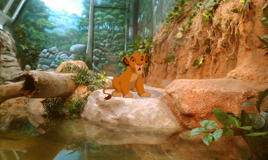 «The Lion King» ... im Zoo geboren.