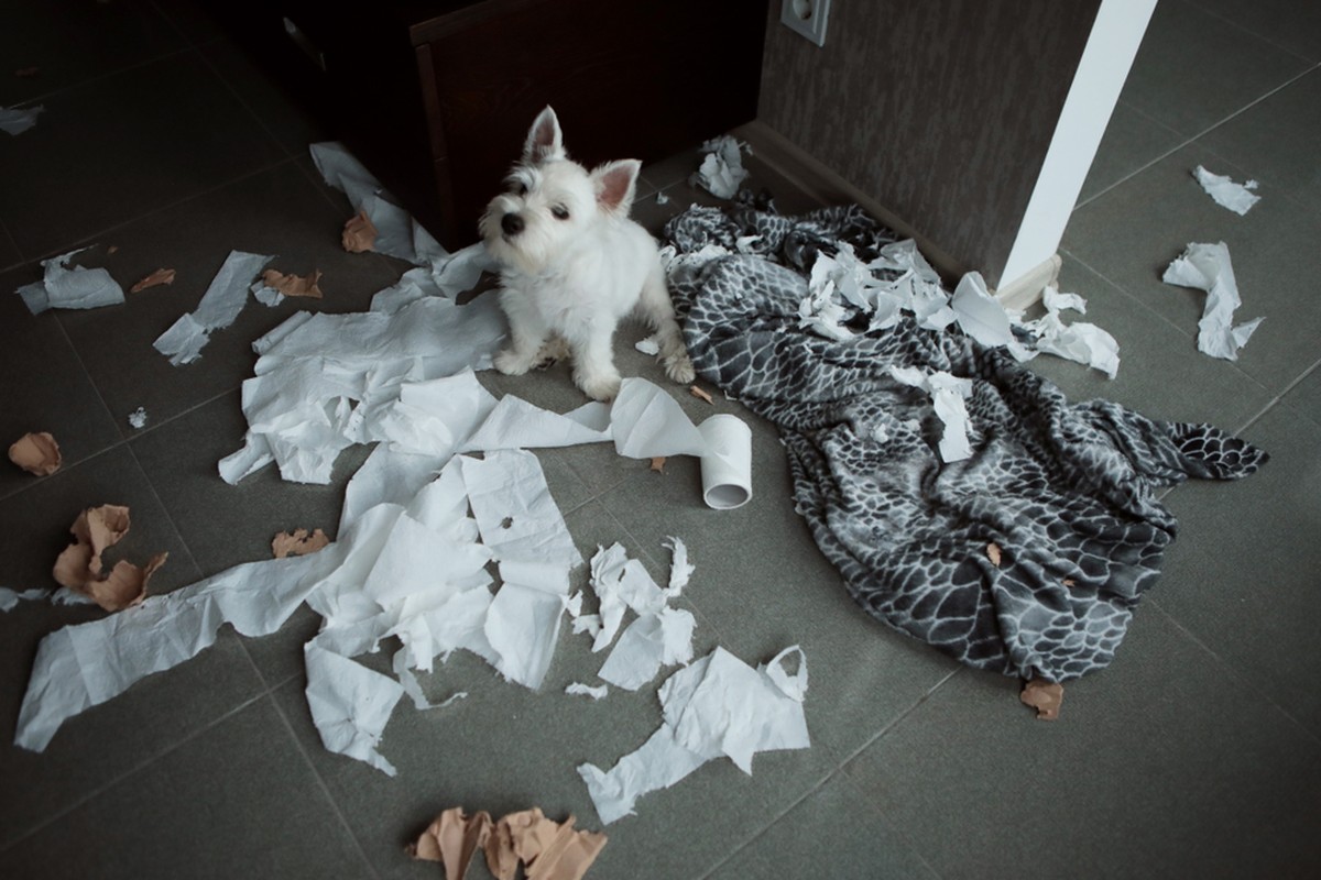 Toilettenpapier