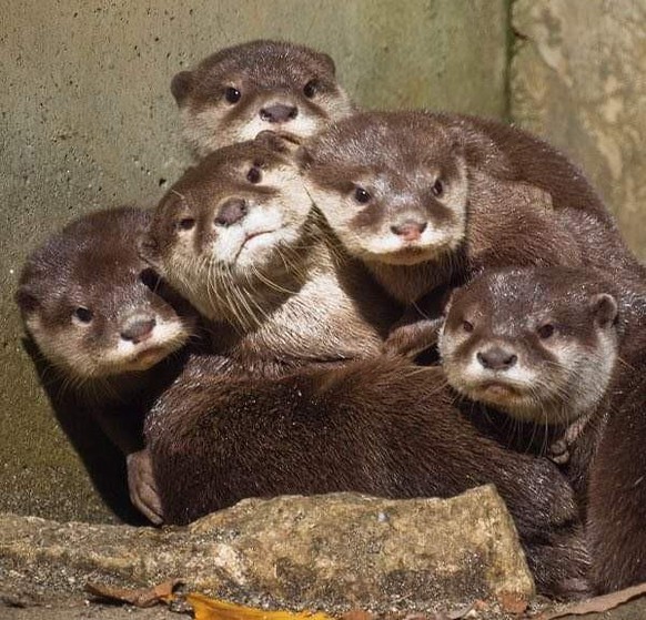 cute news animal tier otter

https://www.reddit.com/r/Otters/