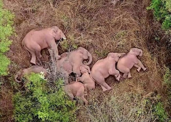 31 absolut süsse Tiere, die du nicht verpassen möchtest\nDrohnenaufnahme von schlafenden Elefanten. 
