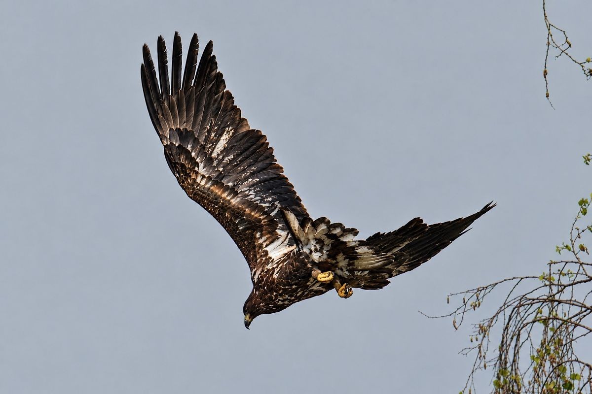 Seeadler am Zürichsee