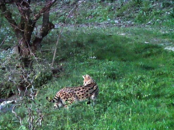 Baselbieter Wildhüter haben am Freitag einen Serval eingefangen. Die vermutlich in Würenlos AG entlaufene afrikanische Wildkatze war in den letzten Wochen mehrmals gesichtet und fotografiert worden.