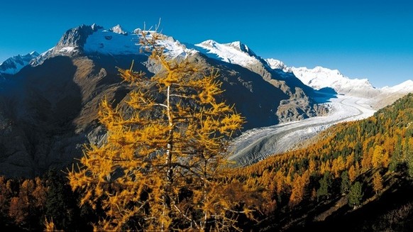 Your holiday. Switzerland. Autumnal Greetings. 

Autumn mood in the Aletsch Forest above the mighty Aletsch Glacier, Canton Valais. 



Endlich Ferien. Ihre Schweiz. Herbstlich willkommen.

Herbstlich ...