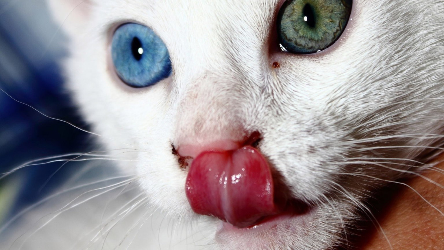 Odd-eyed Katzen mit zweifarbigen Augen. Katzenaugen