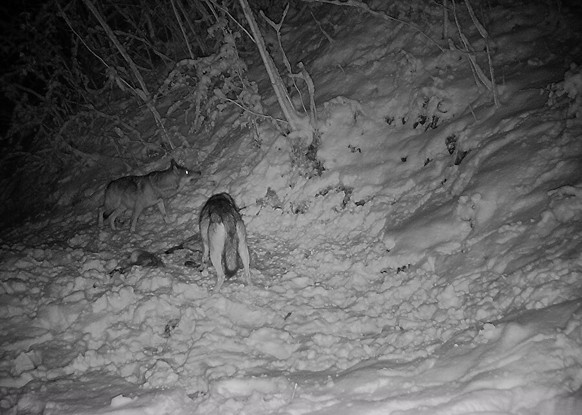 Wölfe fotofalle obwalden, 17.12.25