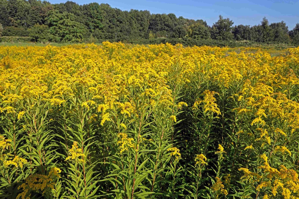 Inutile de dire qu'il ne reste plus grand chose de cette prairie.