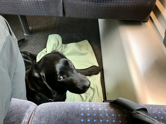 Mika (Labrador, Hund) in SBB-Wagen, 1. Klasse.