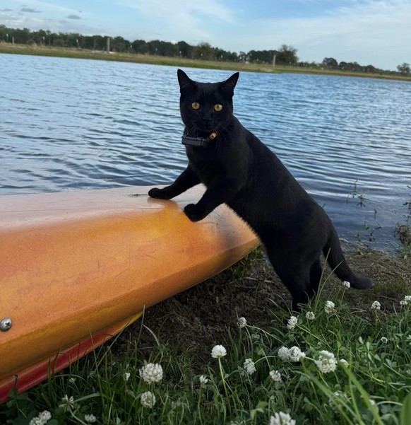 schwarze Katze