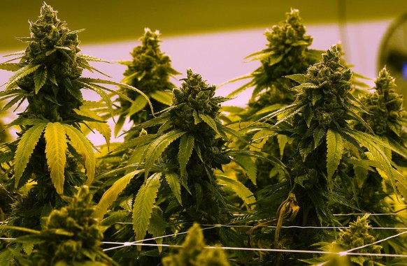 FILE - A cannibis plant that is close to harvest grows in a grow room at the Greenleaf Medical Cannabis facility in Richmond, Va., June 17, 2021. On Tuesday, Feb. 14, 2023, a Republican-led Virginia H ...