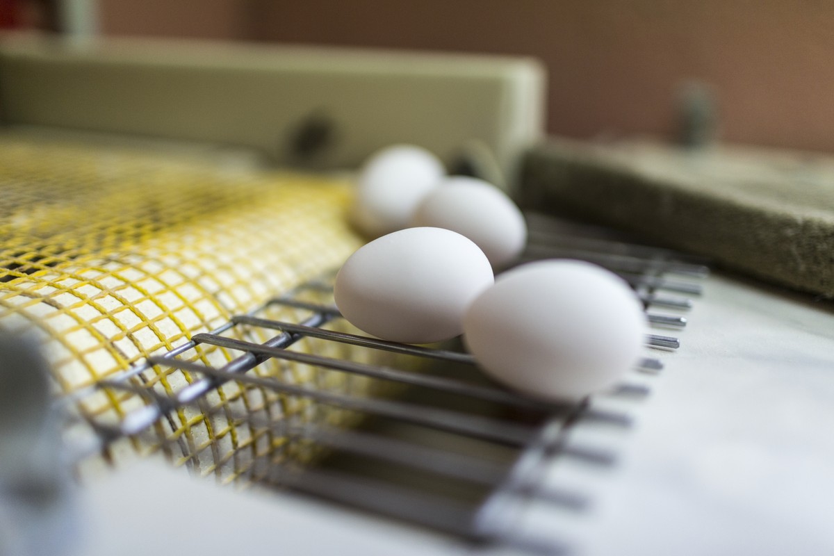 VOR OSTERN STELLTEN WIR IHNEN DIESE BILDER VERSCHIEDENER EIERPRODUZENTEN ZUR VERFUEGUNG --- Eggs are brought out of the hen coop on a belt conveyor, pictured on June 7, 2013, on Mister Inauen's f ...
