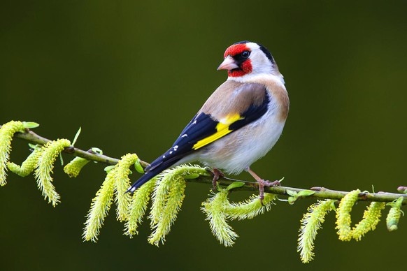 Stieglitz (Carduelis carduelis)