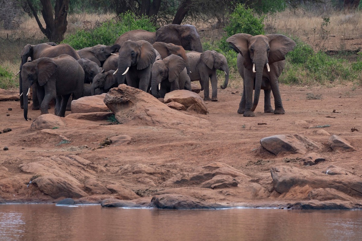 260725 -- BEIJING, July 25, 2026 -- African elephants are seen at Tsavo West National Park in Taita-Taveta County, Kenya, July 23, 2026. XINHUA PHOTOS OF THE DAY XiexJianfei PUBLICATIONxNOTxINxCHN