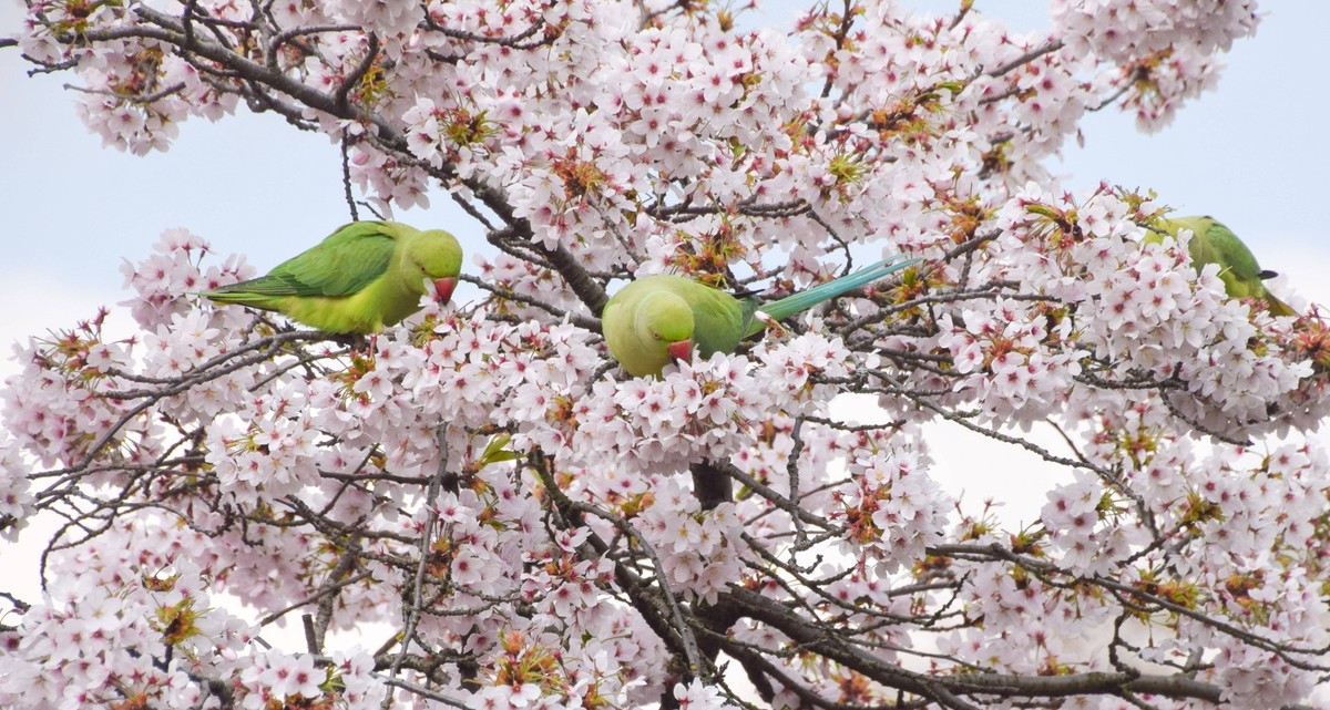 March 26, 2025, London, United Kingdom: Ring-necked parakeets munch on the flowers of a cherry blossom tree in St James s Park. London United Kingdom - ZUMAs197 20250326_aab_s197_004 Copyright: xVukxV ...