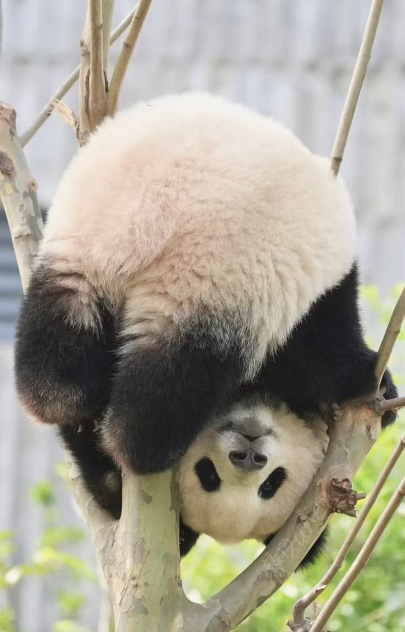 cute news tier 

https://ch.pinterest.com/pin/68749795556/