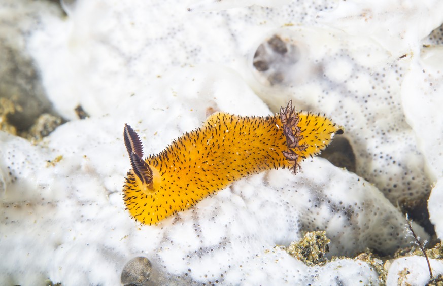 Sea Bunny