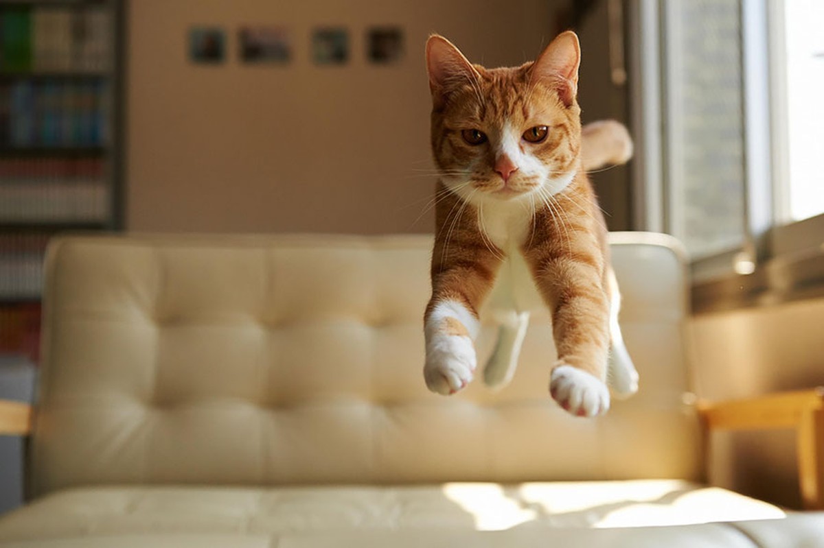Katzen, die springen 

http://imgur.com/gallery/G2cmK