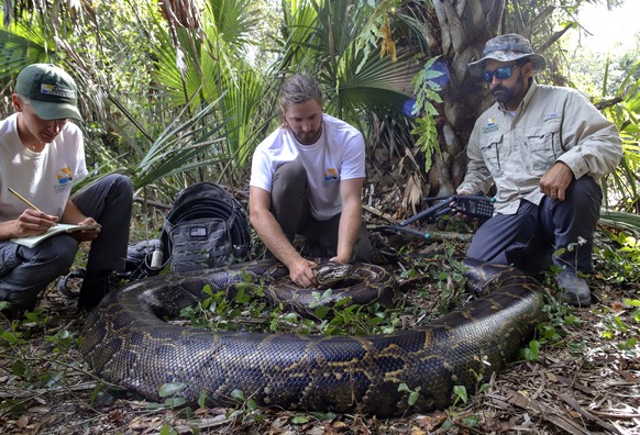 This Dec. 2021 photo provided by the Conservancy of Southwest Florida shows biologists Ian Bartoszek, right, and Ian Easterling, center, with intern Kyle Findley and a 17.7-foot, 215-pound female Burm ...