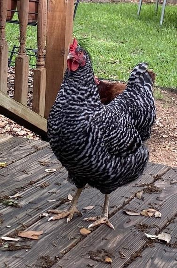 cute news animal tier huhn chicken

https://imgur.com/t/chickens/KBmEQOx