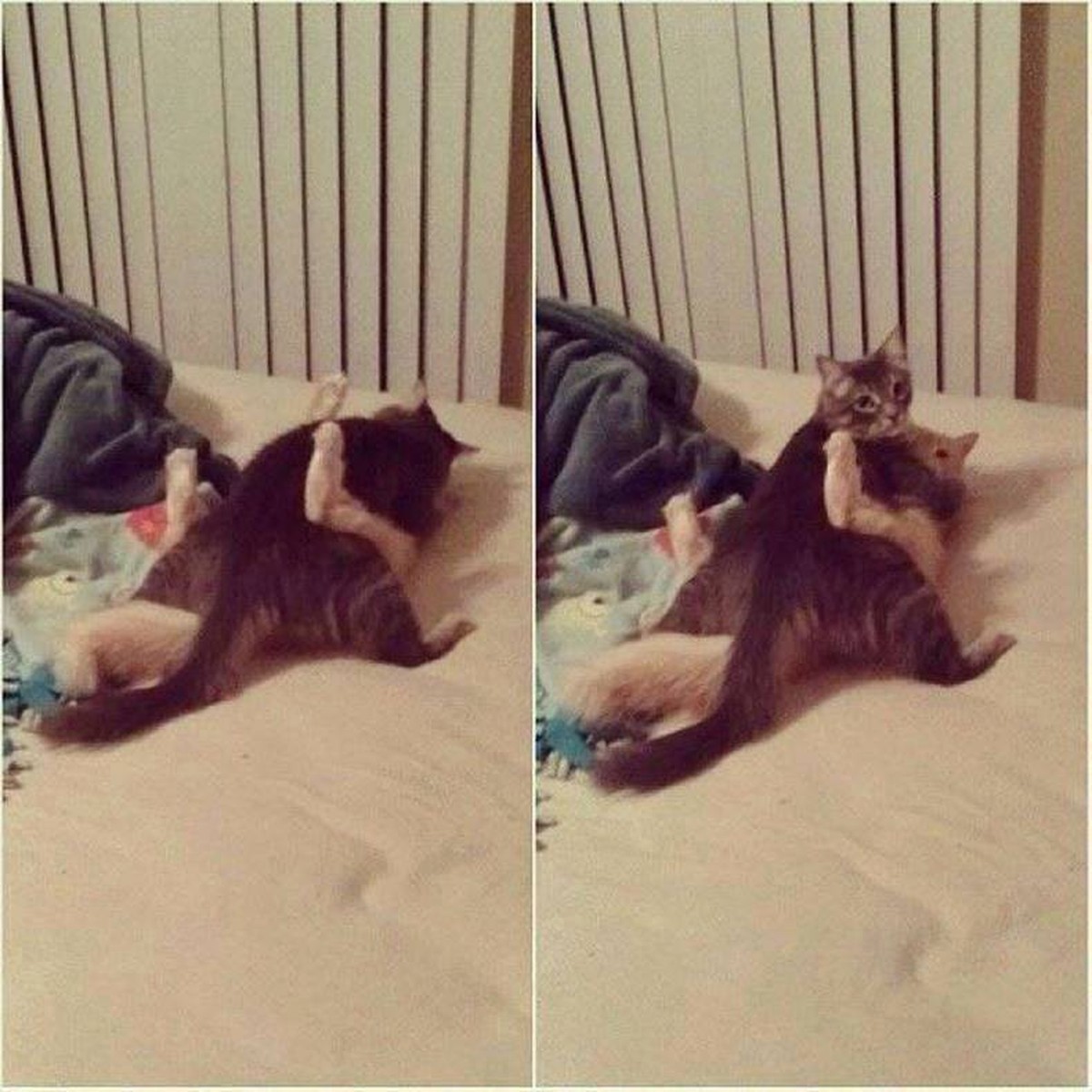 Katze keine Privatsphäre
Cute News
https://imgur.com/gallery/9uX6Cll