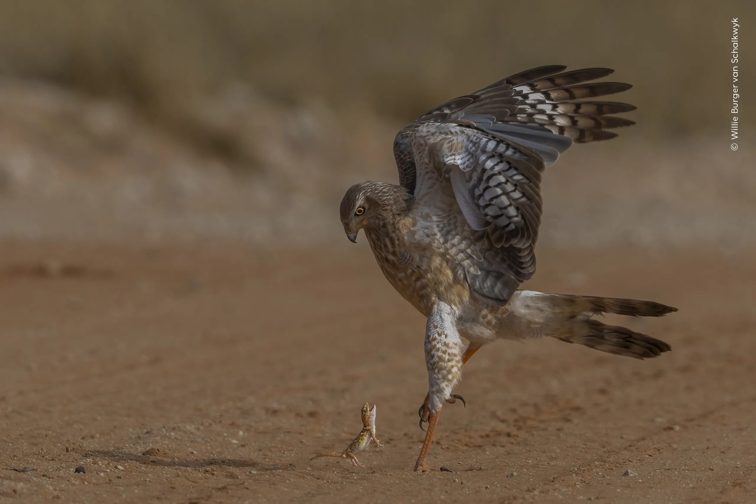 The Brave Gecko.

A giant ground gecko stands fast against a pale chanting goshawk in Kgalagadi Transfrontier Park, South Africa.

One hunting strategy of the southern pale chanting goshawk is to walk ...
