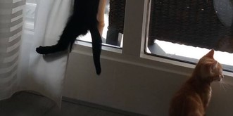 Regeln?
  Verbote? Diese 8 Katzen haben keinen Bock mehr drauf