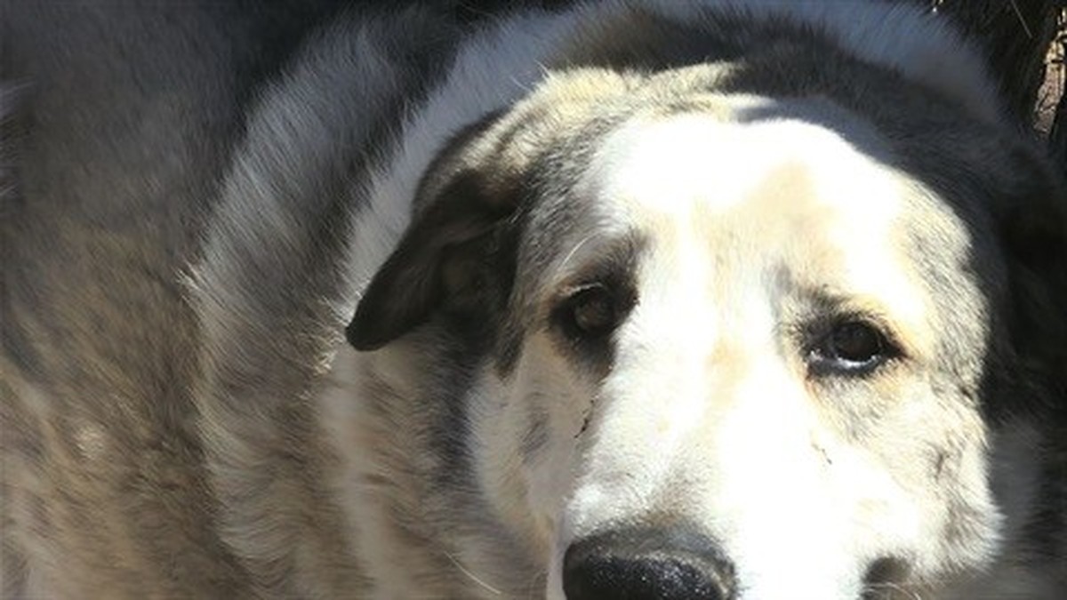 Der Hirtenhund Buford fand den vermissten Jungen.