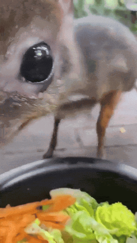 Animiertes GIF