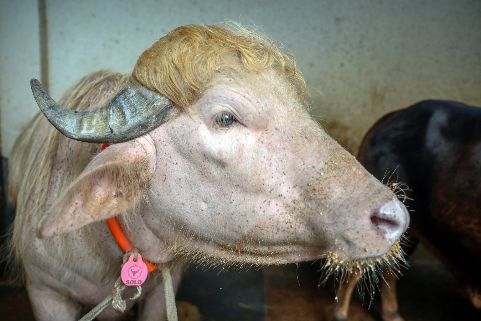 epaselect epa12974308 A buffalo stands at the Rabeya Agro Farm in the Narayangonj district, on the outskirts of Dhaka, Bangladesh, 19 May 2026. The 700 kg albino buffalo, named Donald Trump, has becom ...