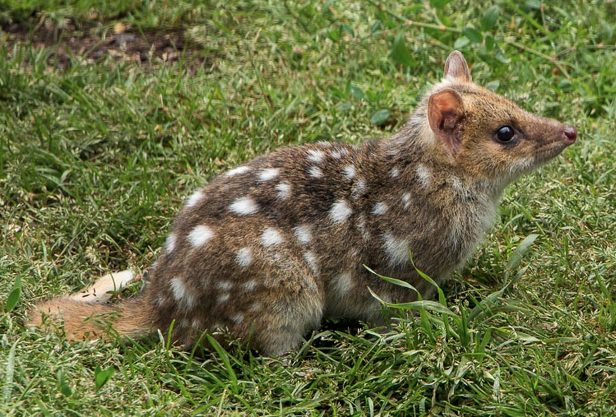 Tüpfelbeutelmarder