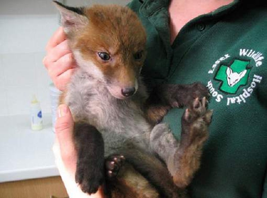 verdreckter kleiner Fuchs wird gewaschen