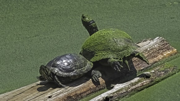 Effects of climate change on a pair of Red Eared Slider Turtle Terrapins (Trachemys scripta elegans) covered in a cyanobacteria algal bloom pond water 24333574 RECORD DATE NOT STATED