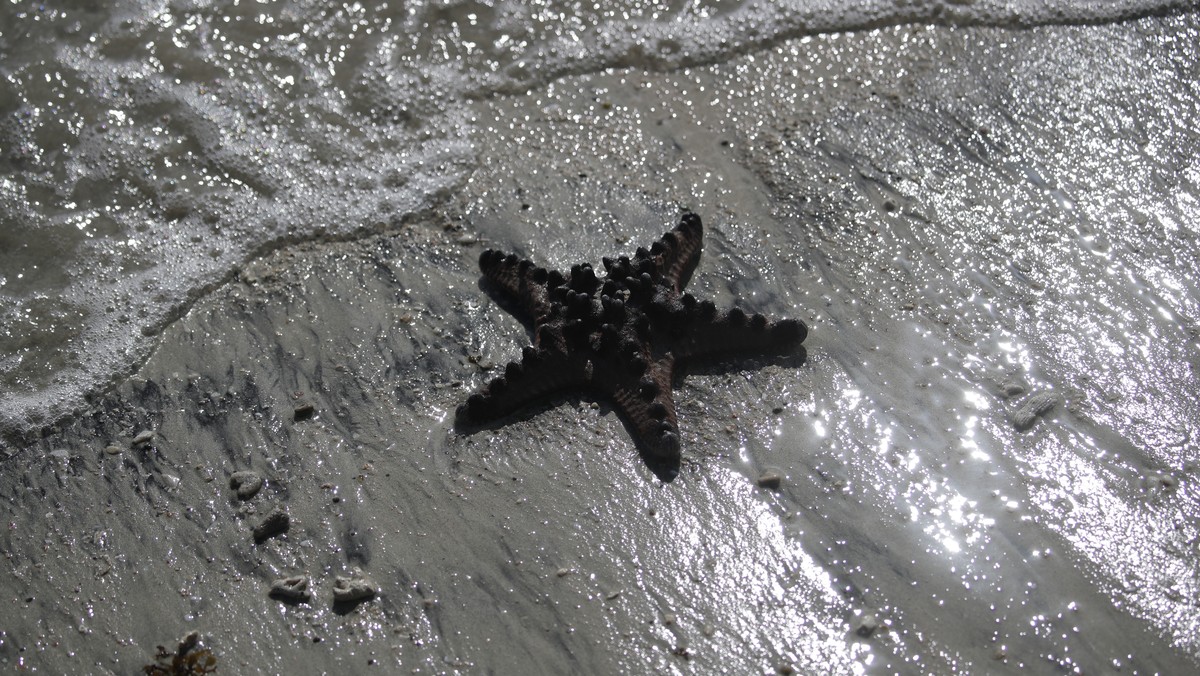 epa10508868 A dead starfish washed ashore in the coastal town of Pola, Mindoro island, Philippines, 08 March 2023. Authorities located a tanker loaded with 800,000 liters of industrial oil, about 7.5  ...