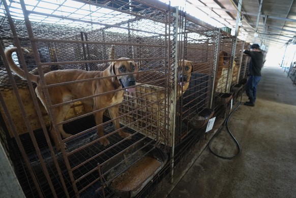 Dogs are seen in cages at a dog farm in Pyeongtaek, South Korea, Tuesday, June 27, 2023. Dog meat consumption, a centuries-old practice on the Korean Peninsula, isn&#039;t explicitly prohibited or leg ...