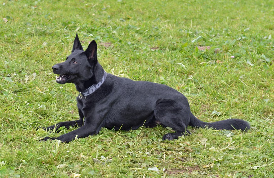 Polizeihund Dodge vom Eichertland verhalf zur Festnahme eines mutmasslichen Räubers.