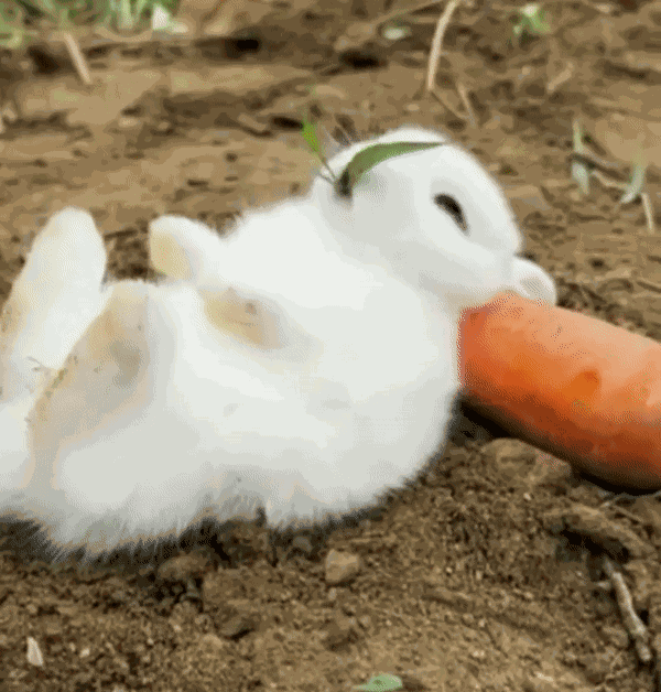 Animiertes GIF