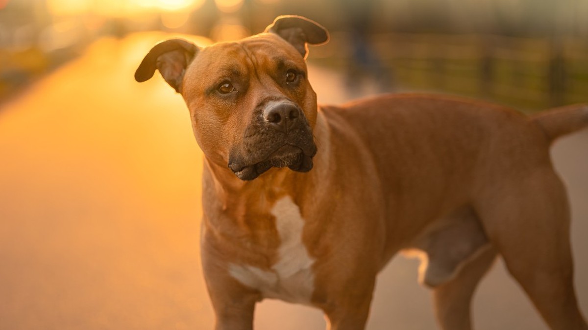 Ein Hund im Sonnenuntergang.